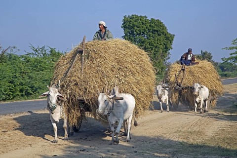 Wooden carts loaded with hay pulled by zebus