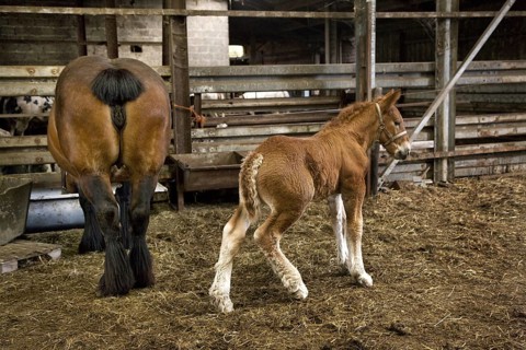 Foal and mare Belgian draft horse