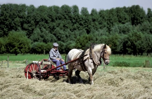 Farmer with draught horse