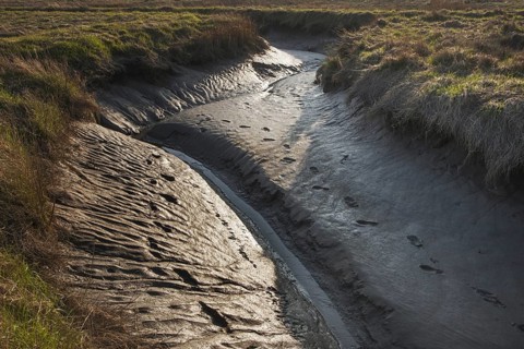 Mudflat in the Verdronken Land van Saeftinghe