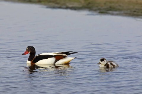 Common shelduck