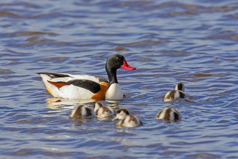 Common shelduck