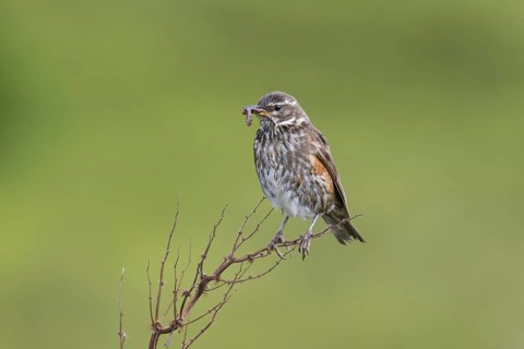 Redwing