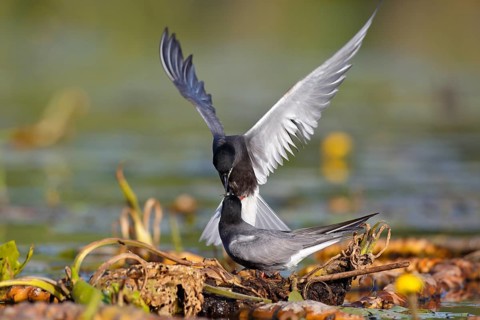 Black Tern