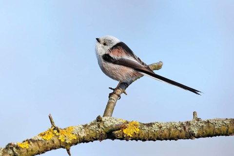 Long-tailed tit