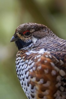 Hazel grouse
