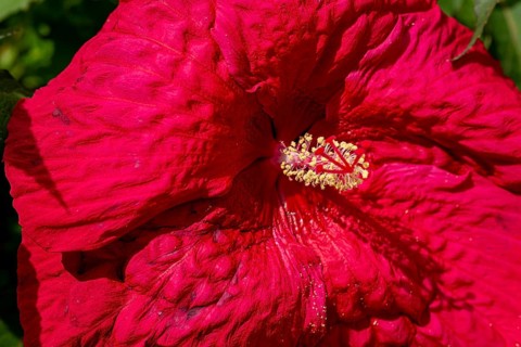 Hibiscuses