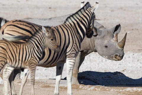 Black rhinoceros
