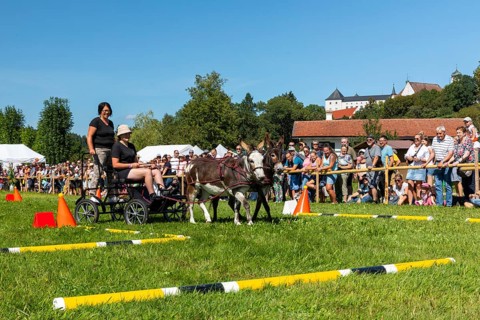 Donkey carriage driving through course