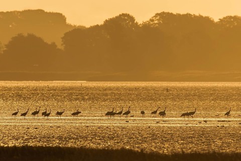 Flock of common cranes