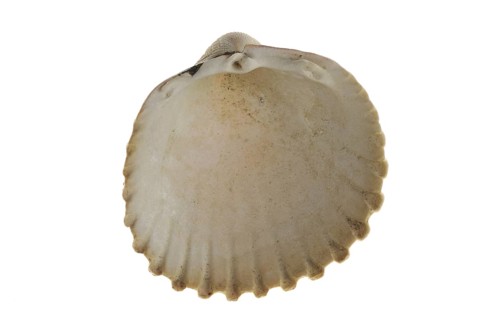 Prickly cockle