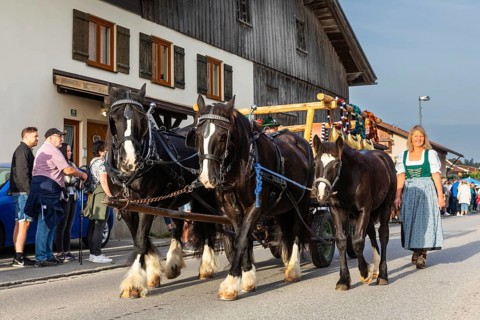Horses