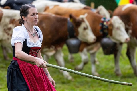 Alpine herdswoman with stick driving cattle