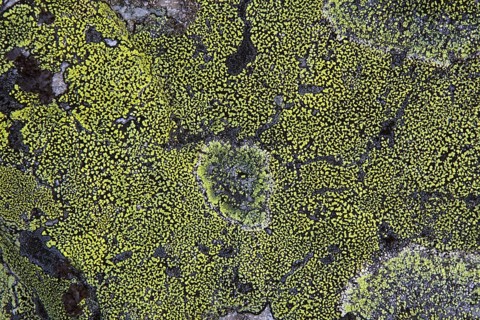 Map Lichen