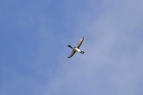 Common loon