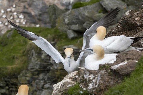 Northern gannet