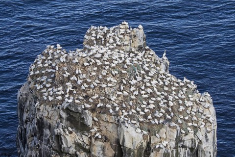 Northern gannets