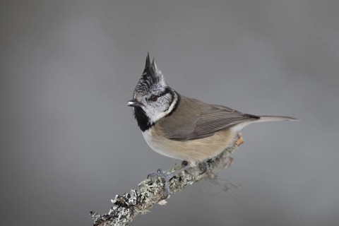 European crested tit