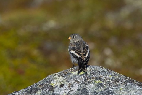 Snow bunting