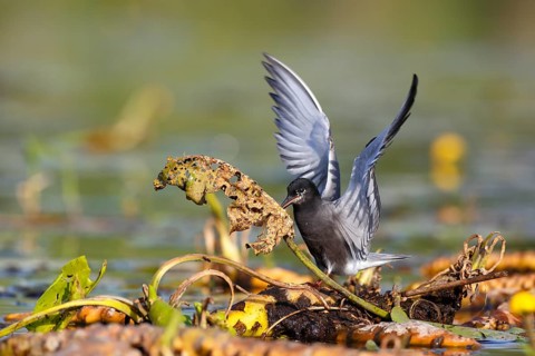 Black Tern