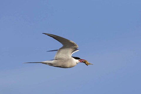 Arctic tern