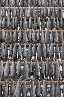 Atlantic cod