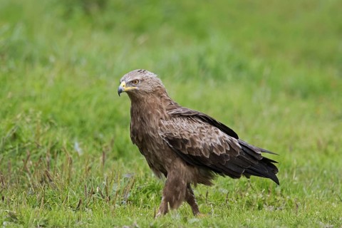 Lesser spotted eagle