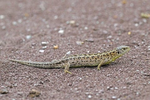 Sand lizard