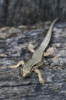 Common wall lizard
