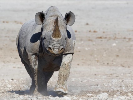 Black rhinoceros