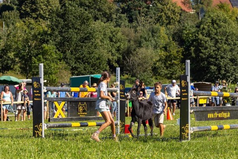 Donkeys being led through a course