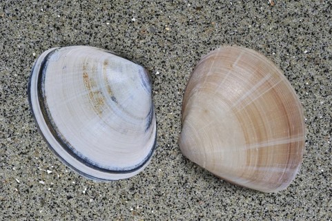 Rayed trough shells
