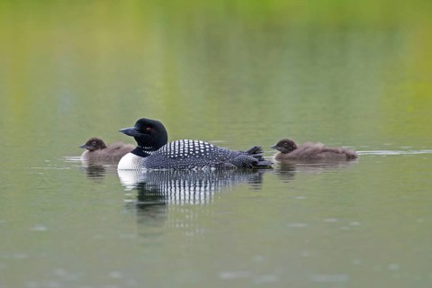 Common loon