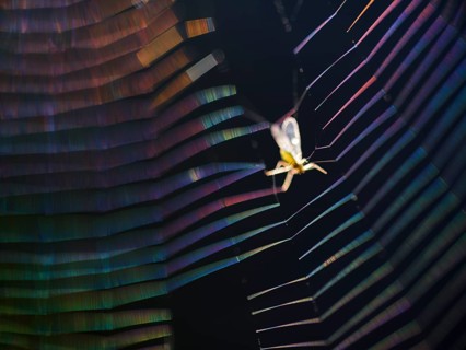 Insect caught in coloured spider's web in backlight