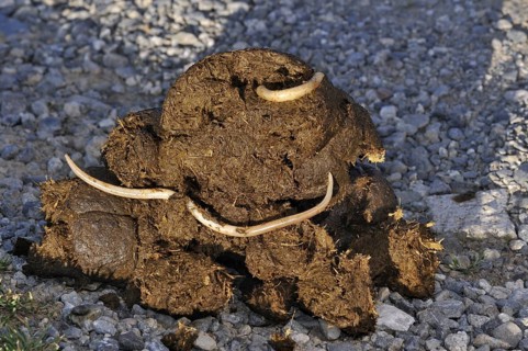 Horse roundworms
