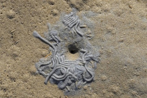 European lugworm
