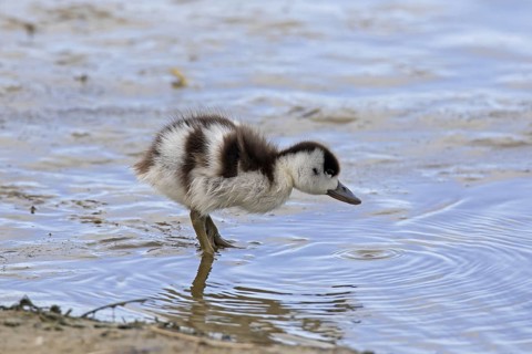 Common shelduck