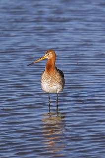 Black-tailed godwit
