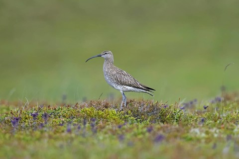 Eurasian whimbrel