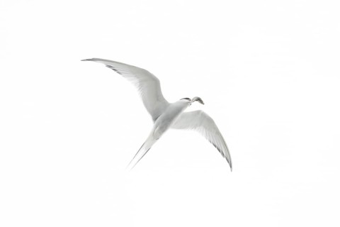 Arctic tern