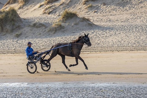 Harness racing horse trotting on the beach
