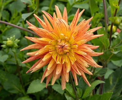 Garden dahlia