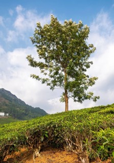 Lone Tree In Tea Plantation