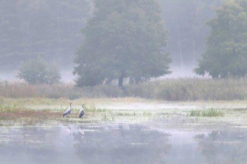 Two common cranes