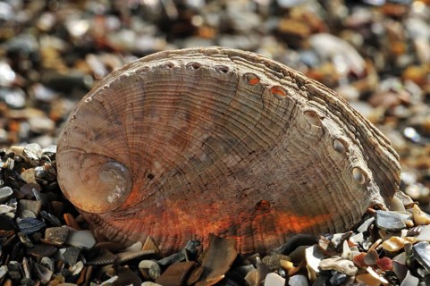 Abalone