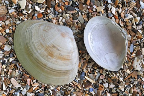 Rayed trough shells