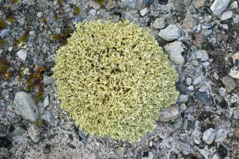Iceland moss