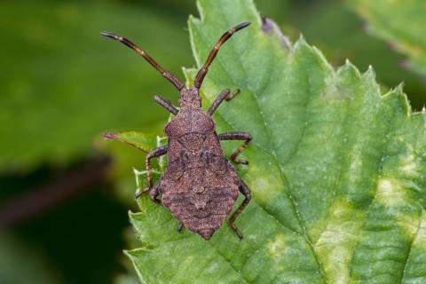 Dock bug