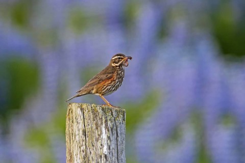 Redwing