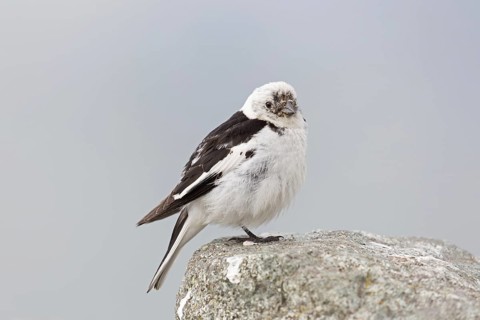 Snow bunting